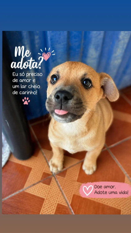 doe-amor-adote-uma-vida-adocao-doacao-cachorro-gato-0