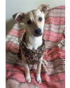 doce-eugenia-small-1