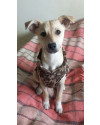 doce-eugenia-small-0