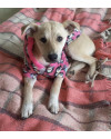 doce-eugenia-small-2