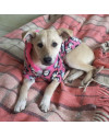 doce-eugenia-small-4