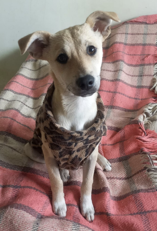 doce-eugenia-adocao-doacao-cachorro-gato-2