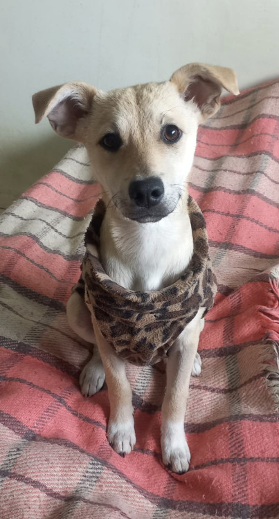 doce-eugenia-adocao-doacao-cachorro-gato-3
