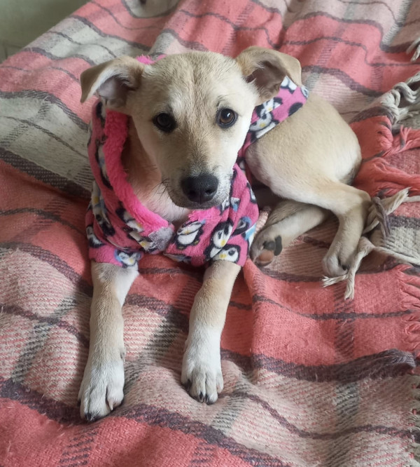 doce-eugenia-adocao-doacao-cachorro-gato-2