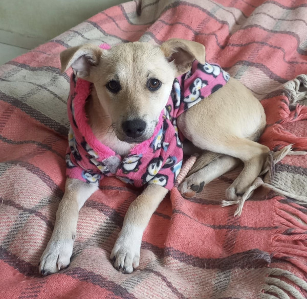 doce-eugenia-adocao-doacao-cachorro-gato-4