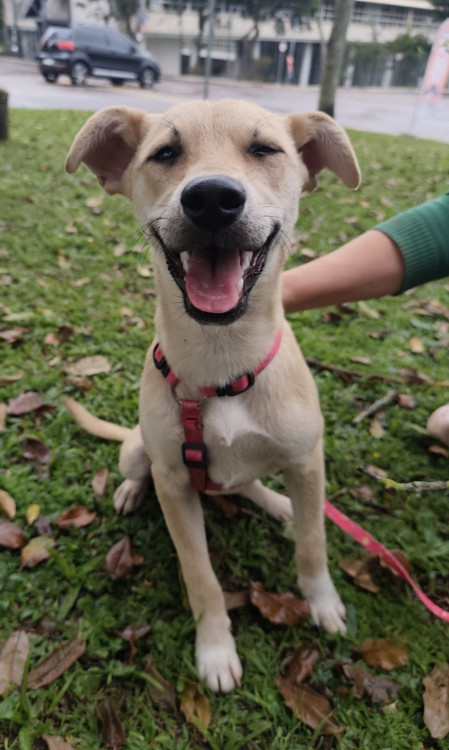 doce-eugenia-adocao-doacao-cachorro-gato-0
