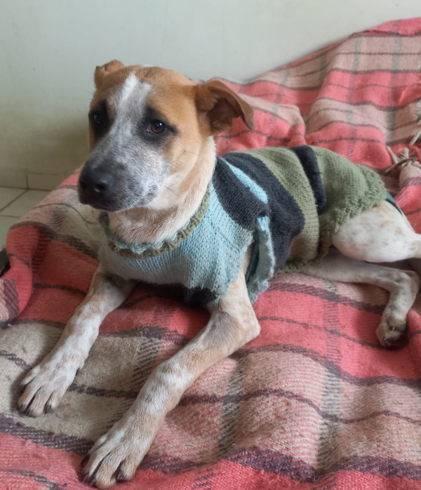 querida-adelaide-adocao-doacao-cachorro-gato-3