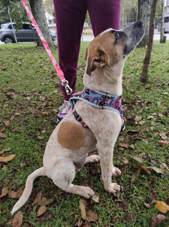 querida-adelaide-adocao-doacao-cachorro-gato-2