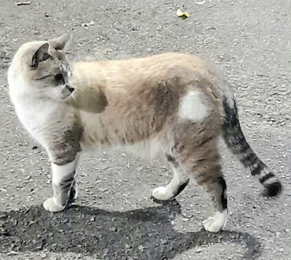 thomas-1aninho-muito-bonzinho-adocao-doacao-cachorro-gato-0