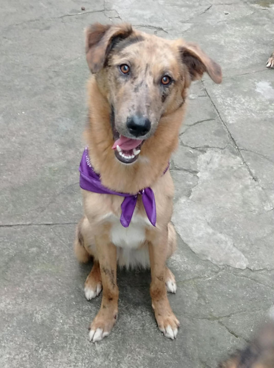 mahfuz-adocao-doacao-cachorro-gato-1
