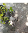 gatinhas-filhotes-para-adocao-conjunta-small-0