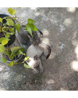 Gatinhas filhotes para adoção conjunta