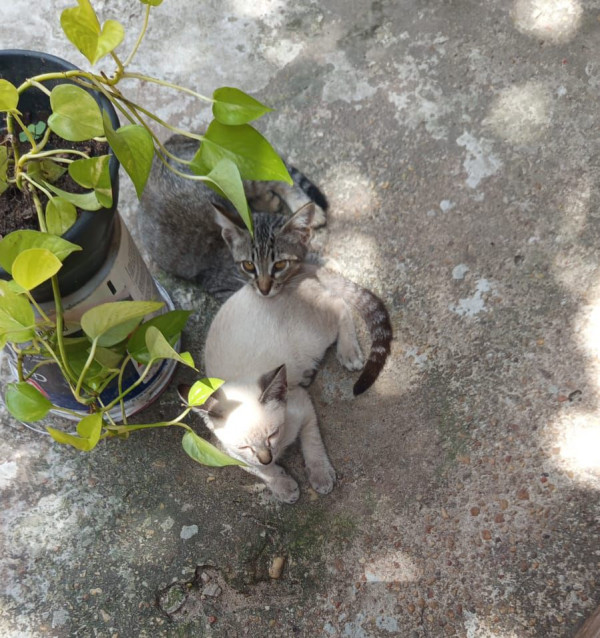 gatinhas-filhotes-para-adocao-conjunta-adocao-doacao-cachorro-gato-0