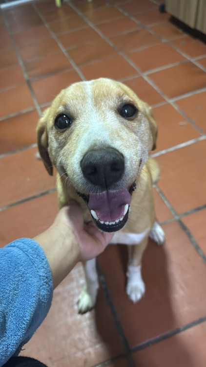 doa-o-yuki-adocao-doacao-cachorro-gato-0