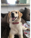 belinha-4-anos-castrada-small-0