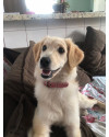 belinha-4-anos-castrada-small-1