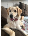 belinha-4-anos-castrada-small-2