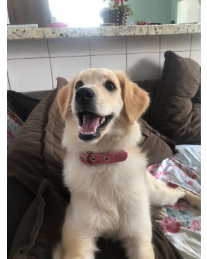 Belinha 4 anos castrada