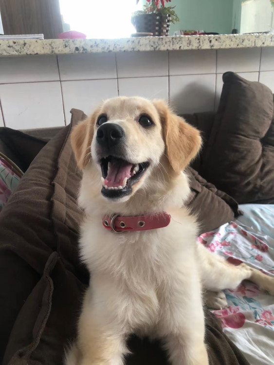 belinha-4-anos-castrada-adocao-doacao-cachorro-gato-0