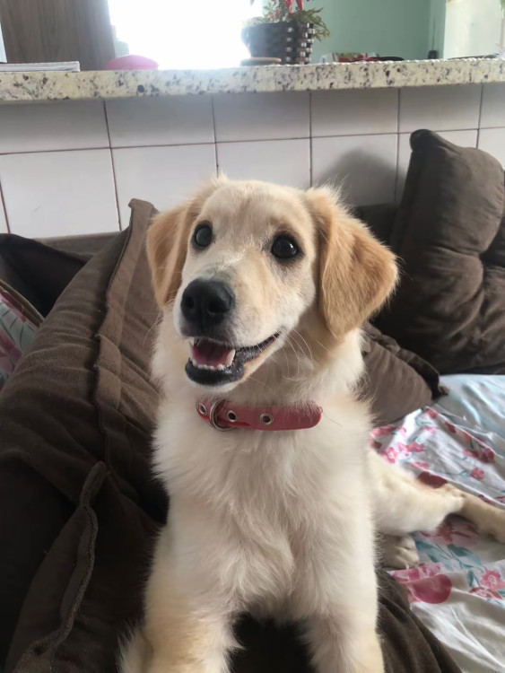 belinha-4-anos-castrada-adocao-doacao-cachorro-gato-1