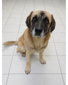 aquiles-a-procura-de-um-lar-small-2