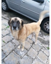 aquiles-a-procura-de-um-lar-small-1