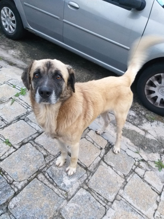aquiles-a-procura-de-um-lar-adocao-doacao-cachorro-gato-1