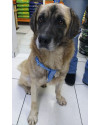 aquiles-a-procura-de-uma-familia-small-1
