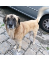 aquiles-a-procura-de-uma-familia-small-0