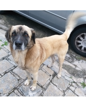 AQUILES À PROCURA DE UMA FAMÍLIA