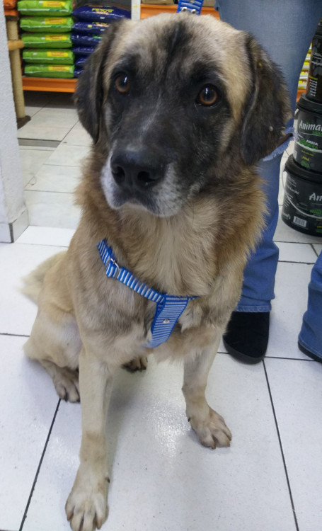 aquiles-a-procura-de-uma-familia-adocao-doacao-cachorro-gato-1