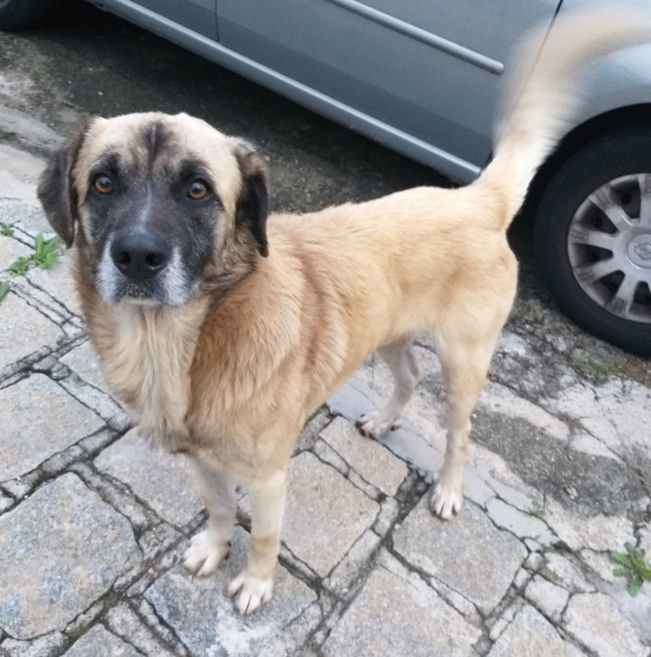 aquiles-a-procura-de-uma-familia-adocao-doacao-cachorro-gato-0
