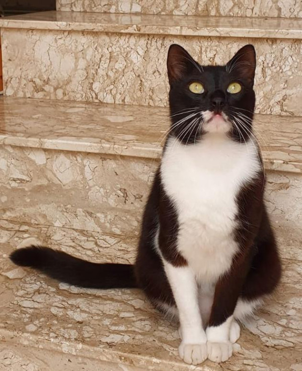 procura-se-o-pata-adocao-doacao-cachorro-gato-0