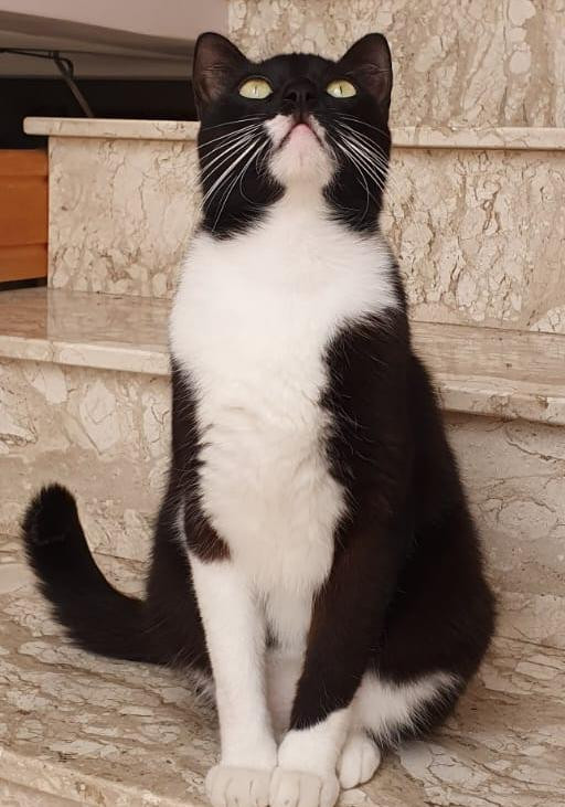 procura-se-o-pata-adocao-doacao-cachorro-gato-1