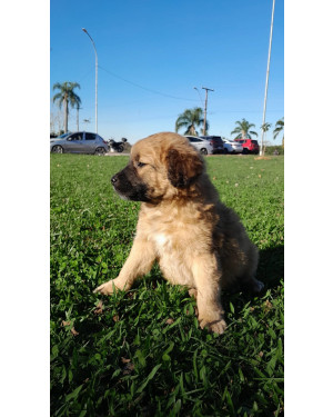 Doação de cão filhote macho