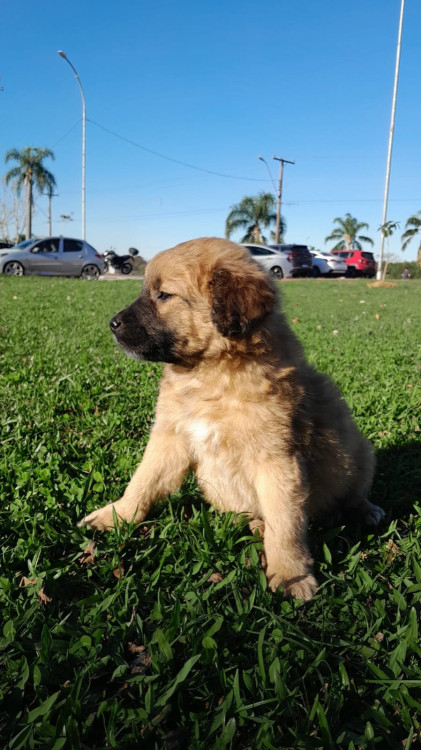 doacao-de-cao-filhote-macho-adocao-doacao-cachorro-gato-0