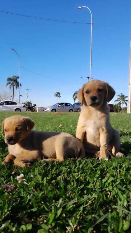 adocao-de-filhote-femea-adocao-doacao-cachorro-gato-0