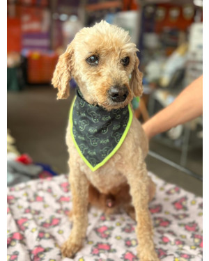 Murilo: Cãozinho Super Amoroso e Tranquilo de Porte Pequeno a Médio (10 anos)