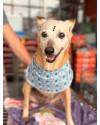 brigite-cachorrinha-idosa-tranquila-perfeita-para-apartamentos-10-anos-small-1
