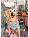 brigite-cachorrinha-idosa-tranquila-perfeita-para-apartamentos-10-anos-small-0