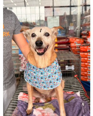 Brigite: Cachorrinha Idosa Tranquila Perfeita para Apartamentos (10 anos)