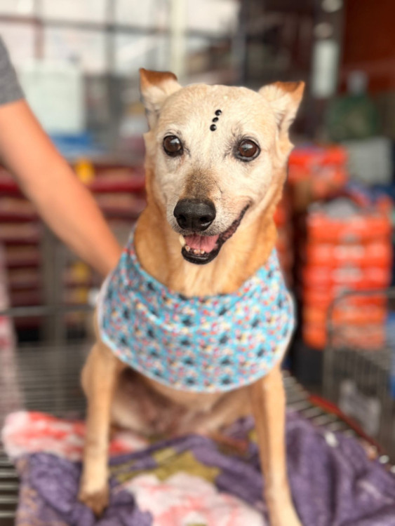 brigite-cachorrinha-idosa-tranquila-perfeita-para-apartamentos-10-anos-adocao-doacao-cachorro-gato-1