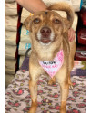 pilar-cachorrinha-jovem-de-2-anos-super-amorosa-e-boazinha-para-adocao-small-0