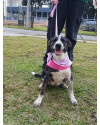 sofie-lindissima-cachorrinha-de-1-ano-de-porte-medio-super-carinhosa-small-0