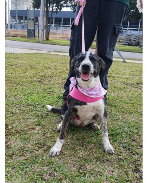 Sofie: Lindíssima Cachorrinha de 1 Ano de Porte Médio Super Carinhosa