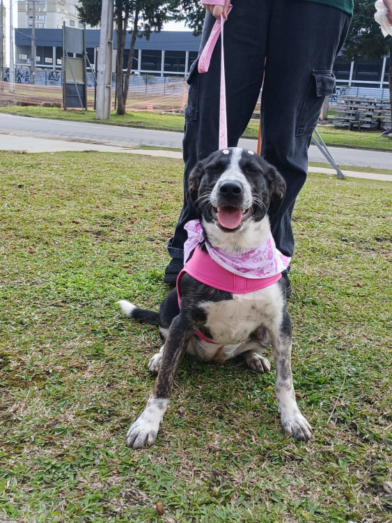 sofie-lindissima-cachorrinha-de-1-ano-de-porte-medio-super-carinhosa-adocao-doacao-cachorro-gato-0
