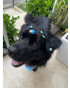 shadow-lindo-caozinho-de-2-anos-que-parece-um-urso-pelos-sedosos-small-0
