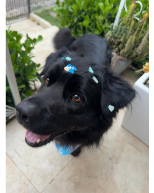Shadow: Lindo Cãozinho de 2 Anos que Parece um Urso Pelos Sedosos