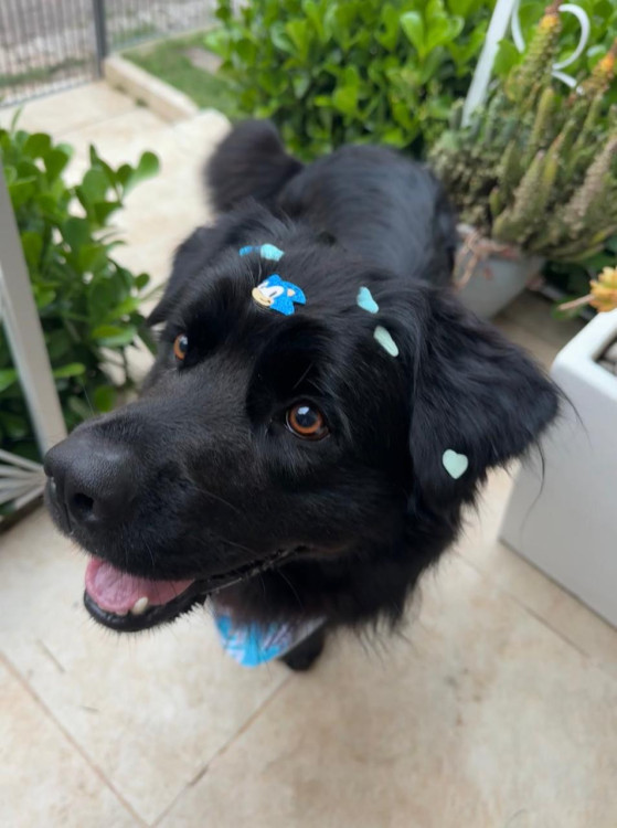shadow-lindo-caozinho-de-2-anos-que-parece-um-urso-pelos-sedosos-adocao-doacao-cachorro-gato-0