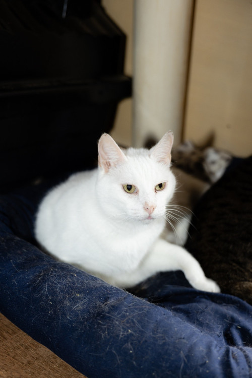 arthur-lindo-macho-branquelo-de-7-anos-que-procura-lar-como-filho-unico-adocao-doacao-cachorro-gato-0